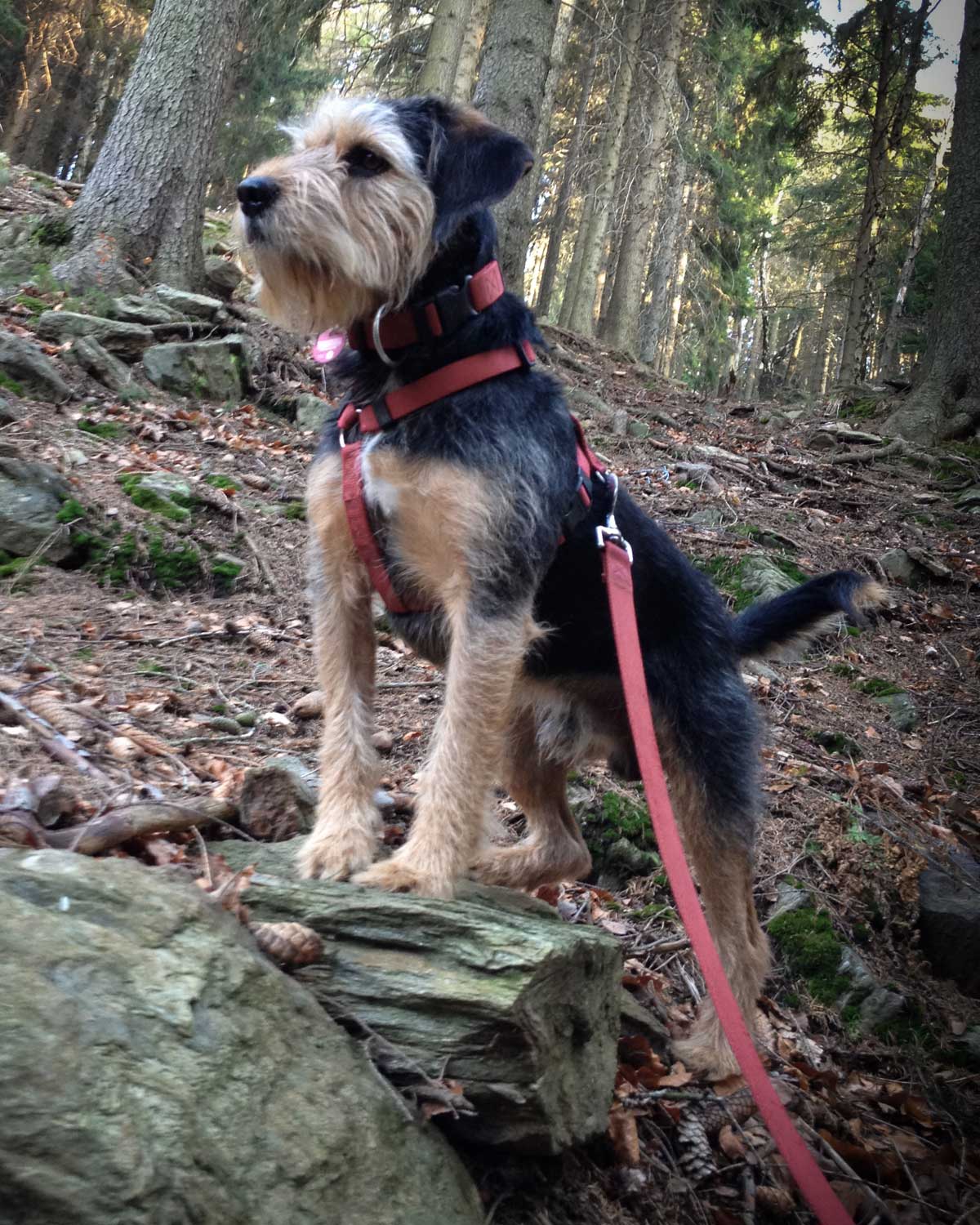 Achim aufmerksam in einem Wald im Erzgebirge
